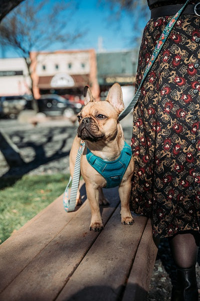 Bubbles - Shop Dog