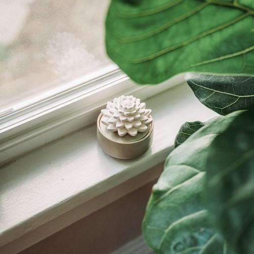 succulent plant diffuser Airome Succulent Porcelain Diffuser